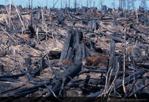 Blakers Wrecked Forest