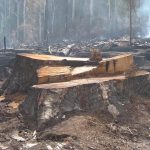 Brown Mt Logging Stump Burnt Ancient Stump