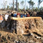 Brown Mt Logging Huge Stump