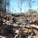 Milligans Road Broken Bago Clear Fell In Native Forest