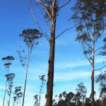 Only Blackbutt Left For Seed In Native Forest