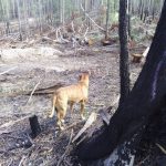 Post Log Burns Ensure Blackbutt Regen Expense Other Species Conversion Of NF