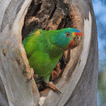 Swift Parrot At Hollow Large