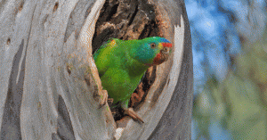 Swift Parrot At Hollow Large