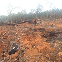 WA General Logging Pic